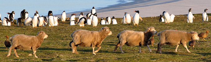 falkpan